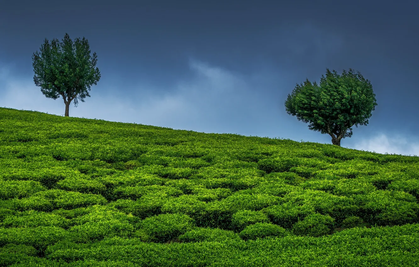 Фото обои небо, деревья, Индия, два дерева, чайная плантация
