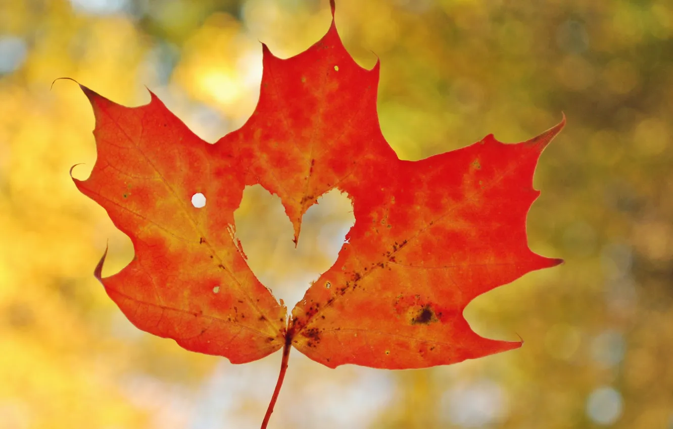 Фото обои осень, макро, лист, сердце, сердечко, кленовый