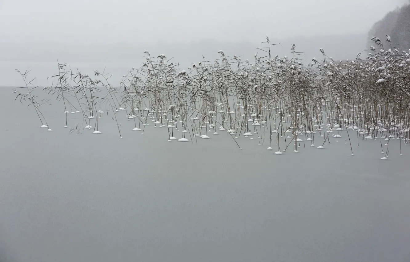 Фото обои зима, природа, туман, озеро, камыш