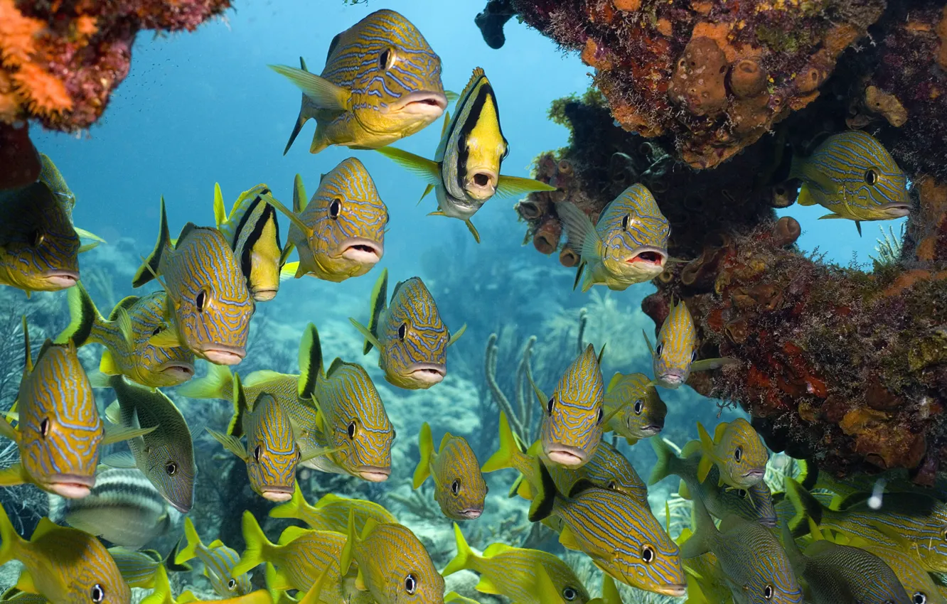 Фото обои море, рыбки, кораллы, Подводный мир, тропические рыбы