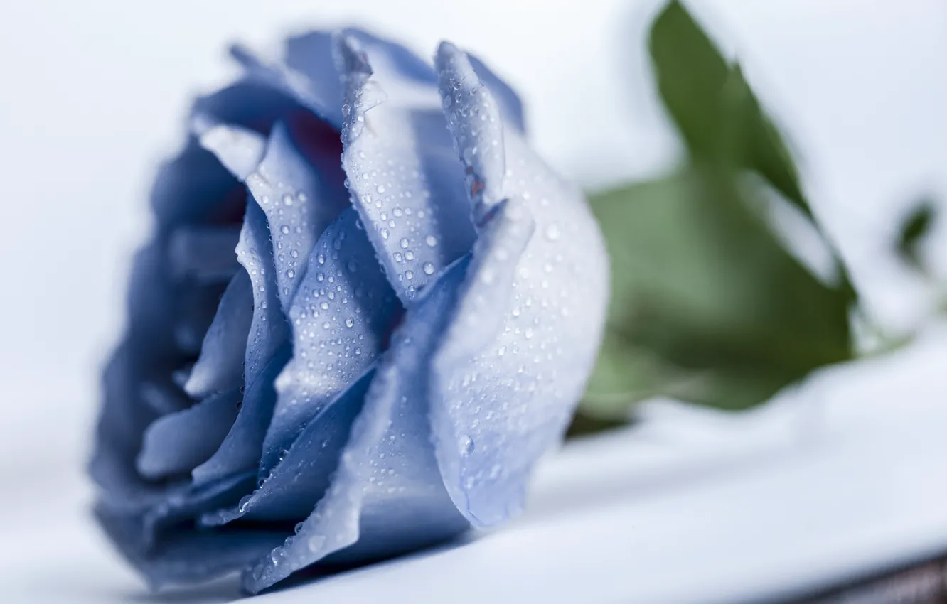Фото обои капли, макро, роза, голубая