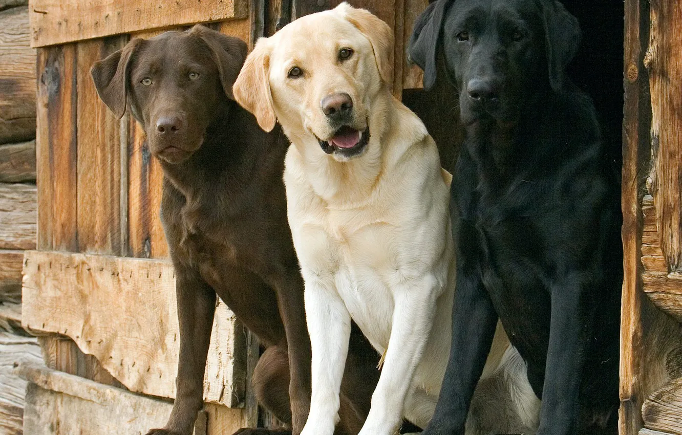 Фото обои собаки, трио, лабрадор