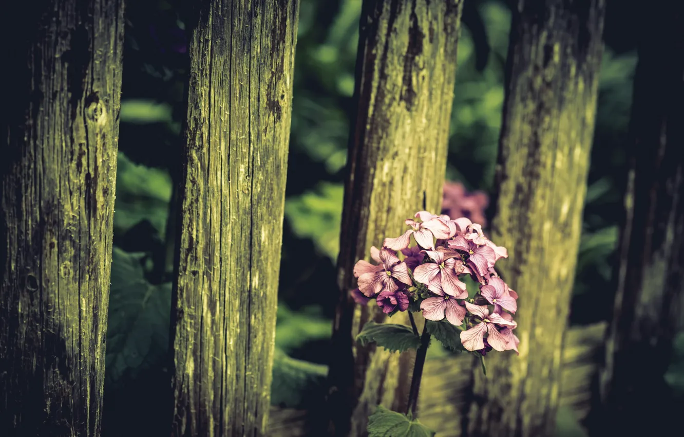 Фото обои цветок, природа, забор
