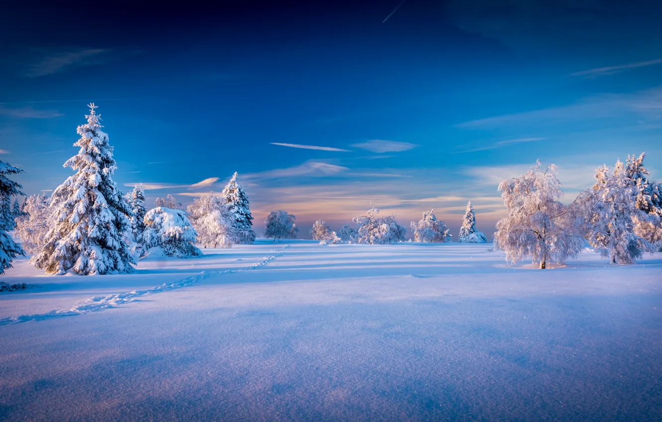 Фото обои Небо, Природа, Зима, Деревья, Снег, Ель, Пейзаж