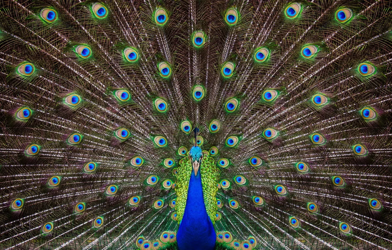 Фото обои colorful, bird, peacock