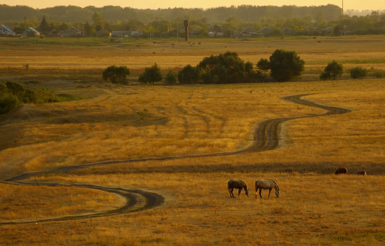Фото обои дорога, поле, пейзаж, кони