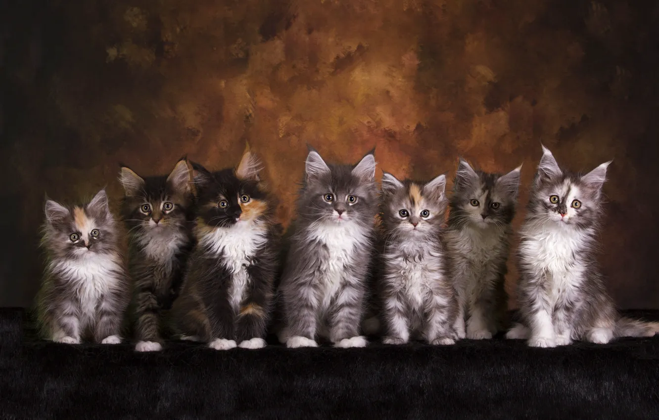 Фото обои взгляд, кошки, поза, темный фон, котенок, котята, мех, малыши
