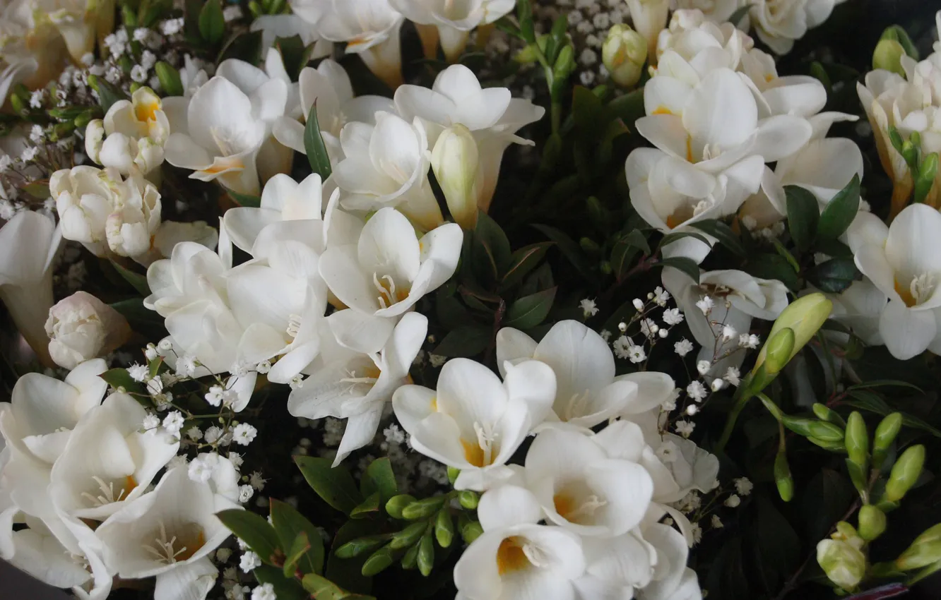 Фото обои цветы, белые, фрезия