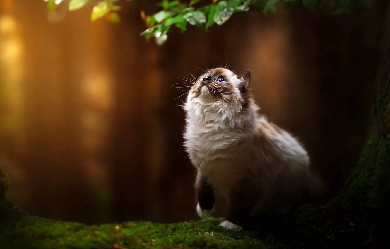 Фото обои кошка, кот, взгляд, природа, поза, мордашка, рэгдолл