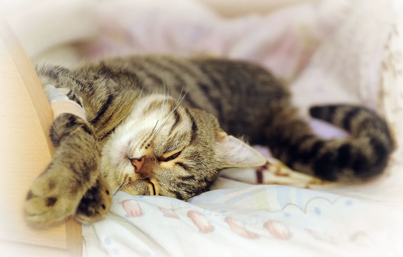 Фото обои кот, отдых, сон, моська