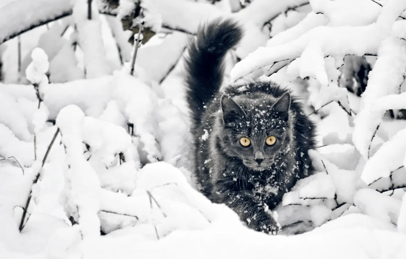 Фото обои Взгляд, Снег, Кот