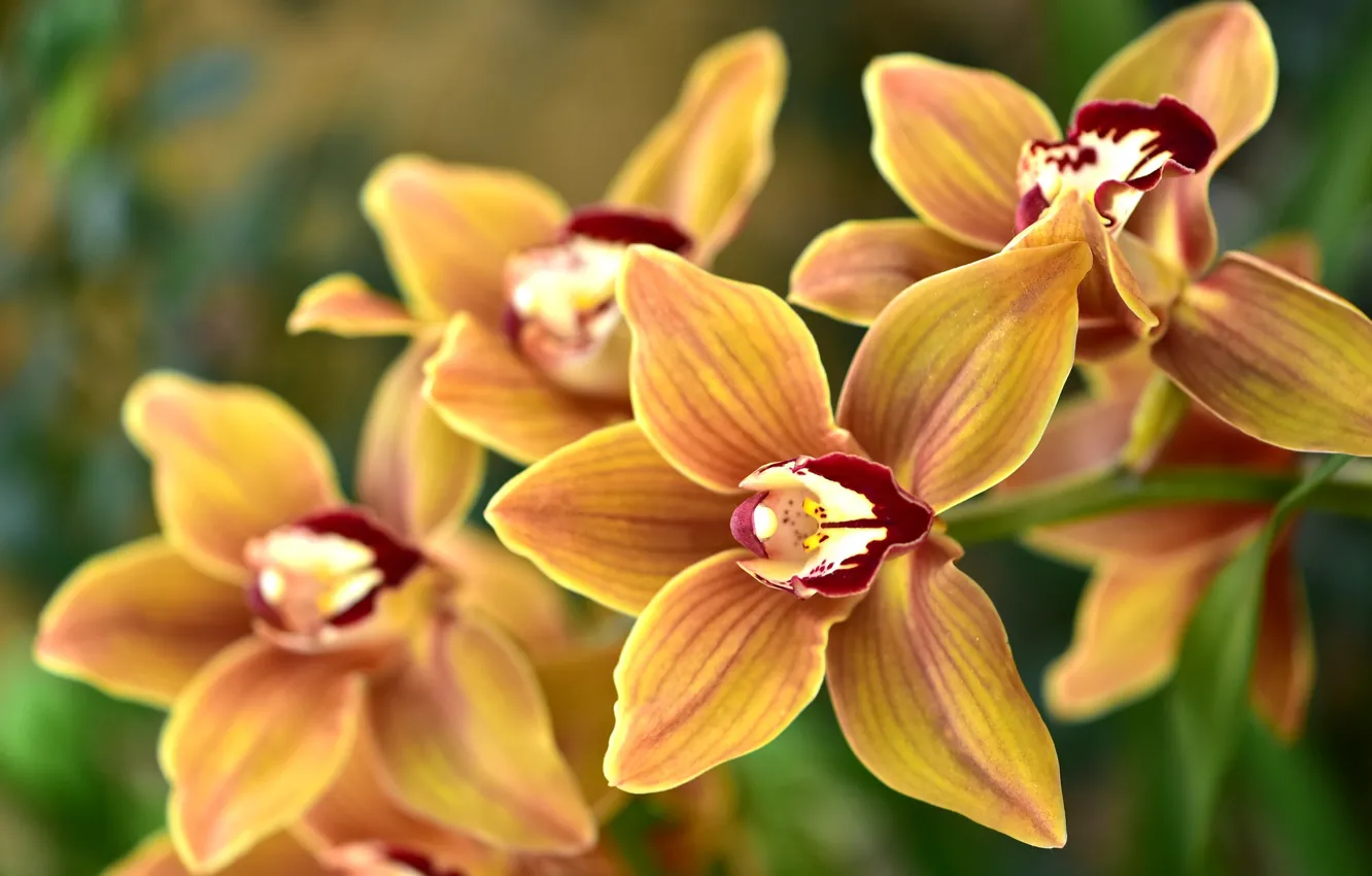 Фото обои макро, ветка, орхидея