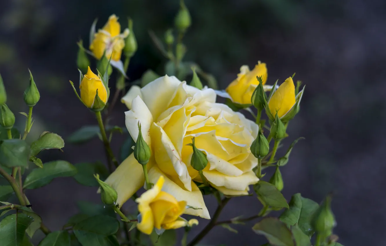 Фото обои роза, цветение, желтая