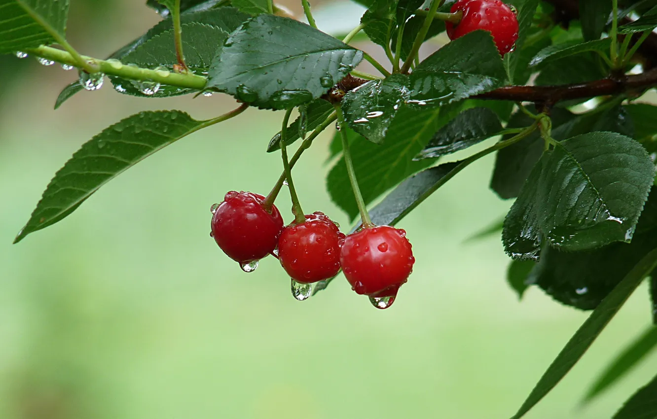 Фото обои капли, вишня, ветка, плоды, после дождя, красные, лисья