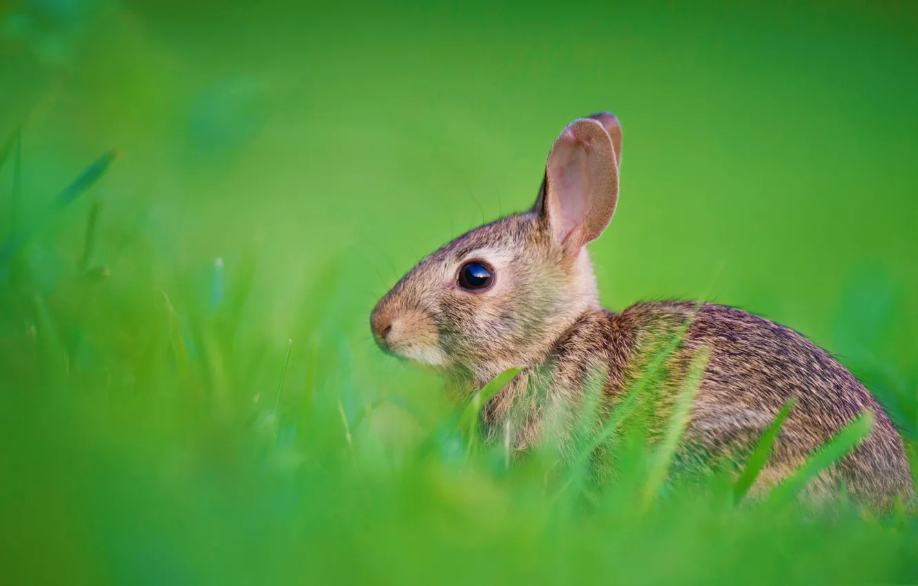 Фото обои трава, природа, заяц, кролик, уши