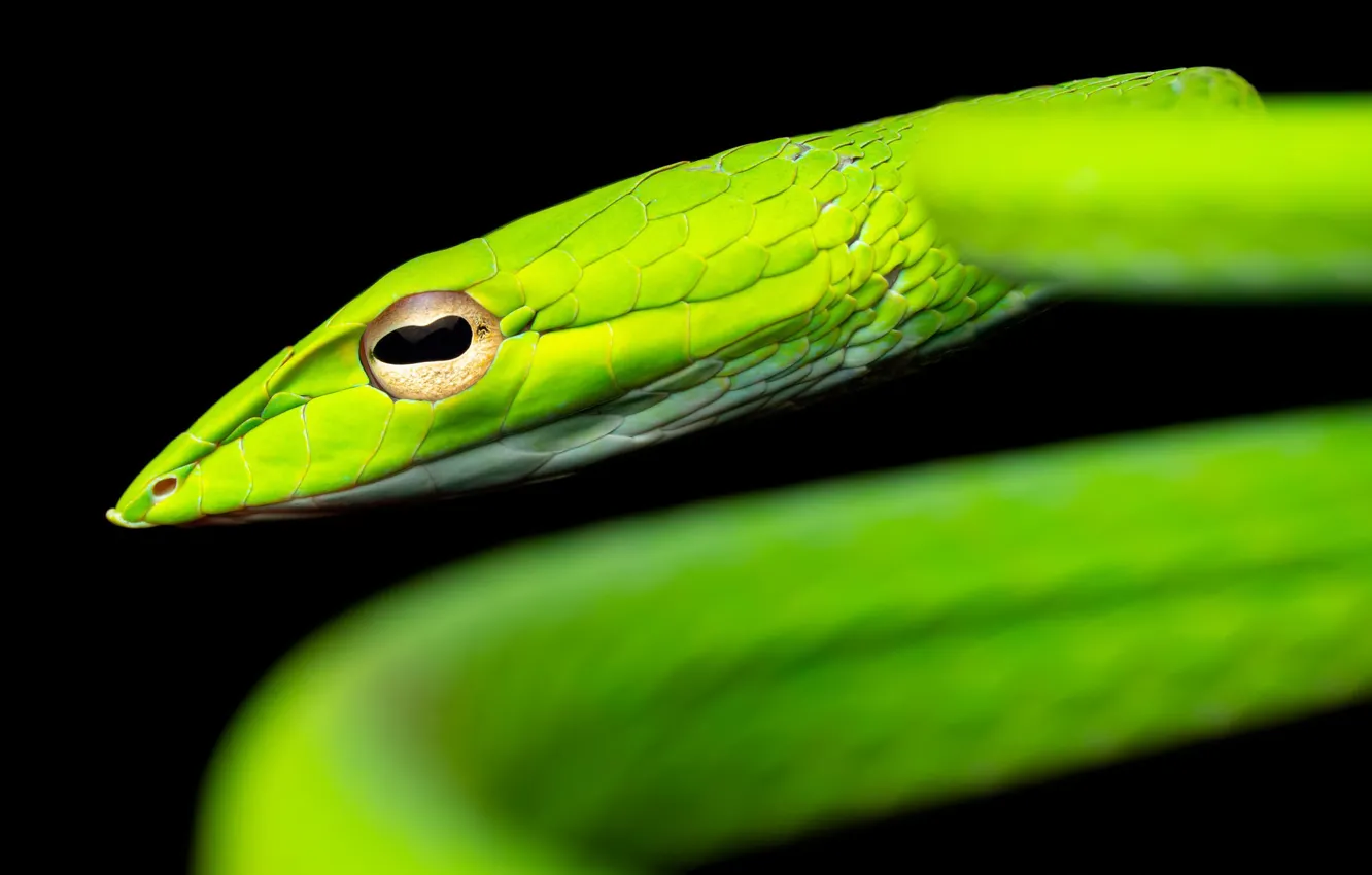 Фото обои природа, Ahaetulla prasina, Asian Vine Snake