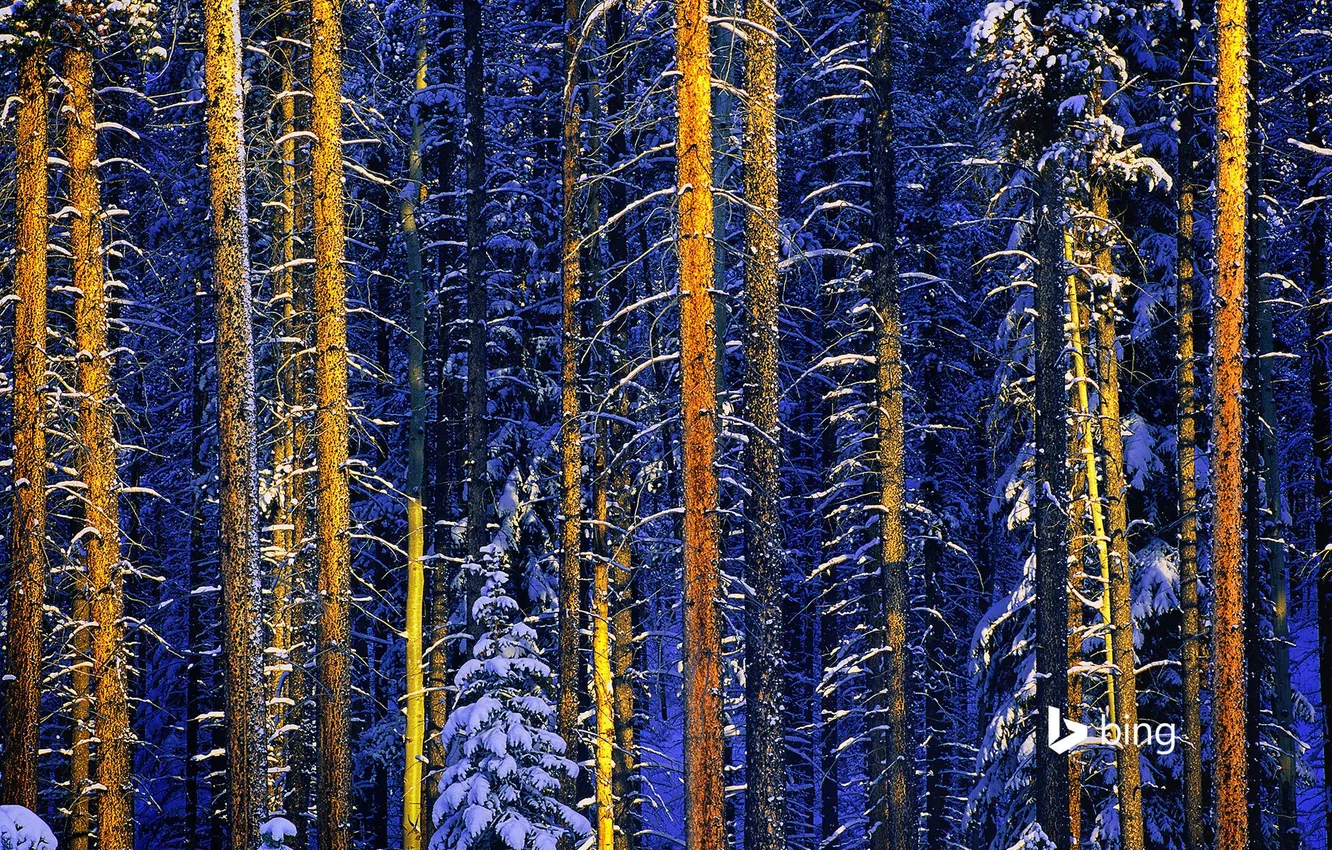 Фото обои зима, лес, снег, деревья, Канада, Альберта, Национальный парк Джаспер
