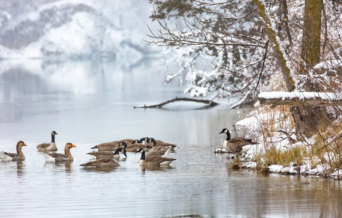 Фото обои зима, озеро, утки