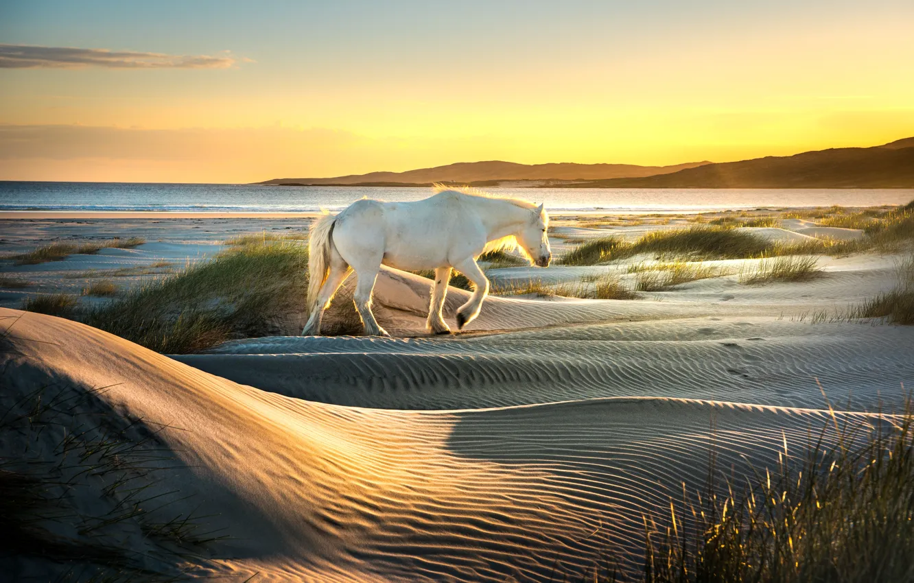 Фото обои песок, море, небо, трава, свет, природа, конь, рассвет
