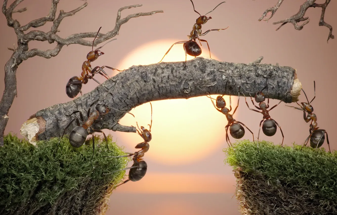 Фото обои солнце, макро, закат, насекомые, работа, мох, ситуация, муравьи