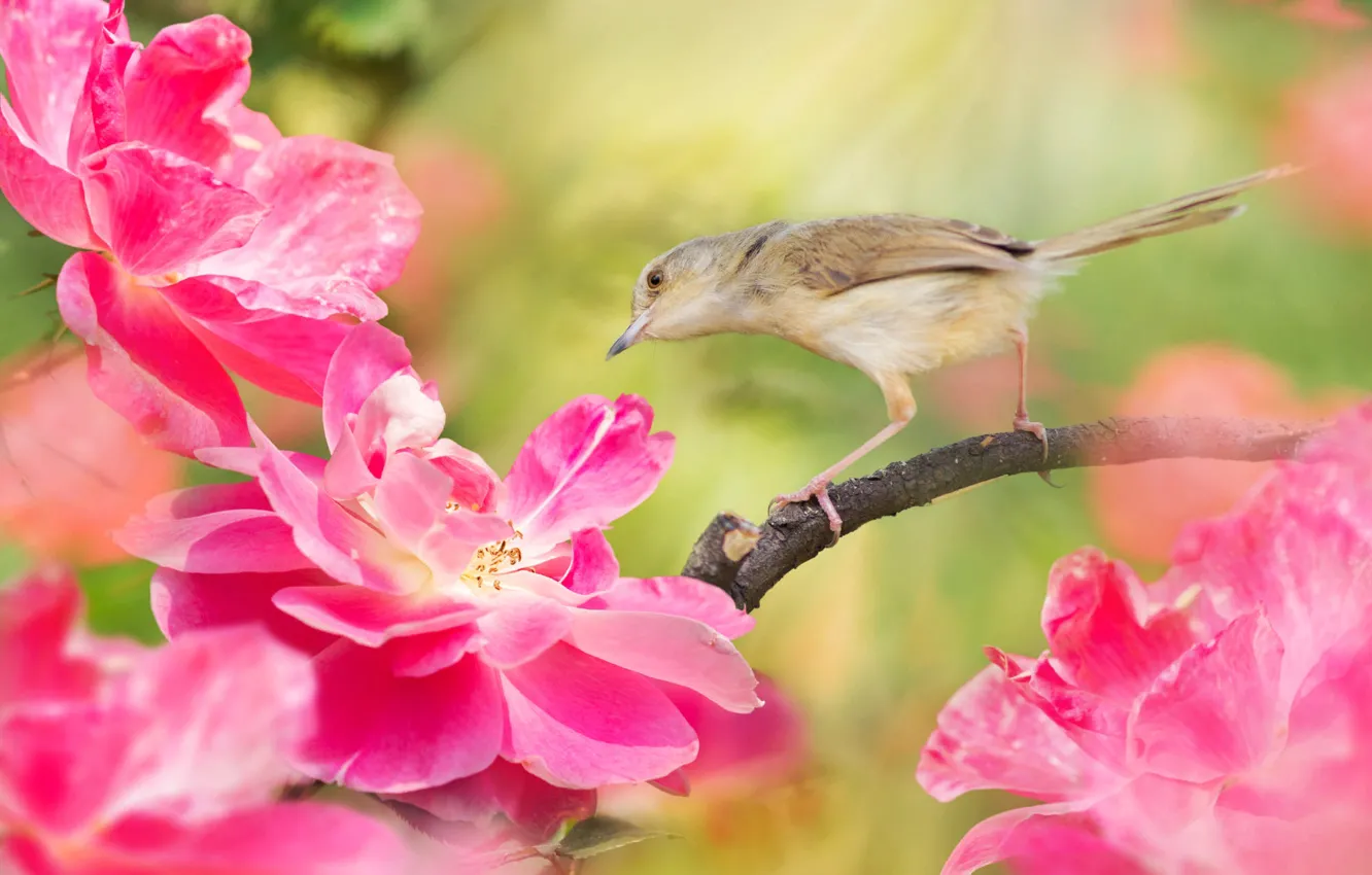 Фото обои цветы, природа, тропики, птица, ветка, боке, FuYi Chen