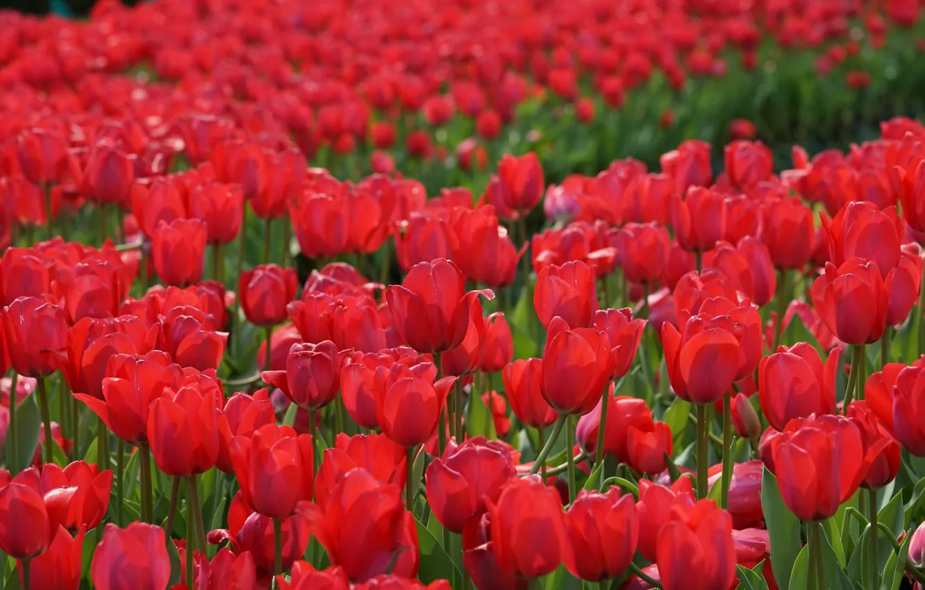 Фото обои тюльпаны, красные, бутоны, алые, много