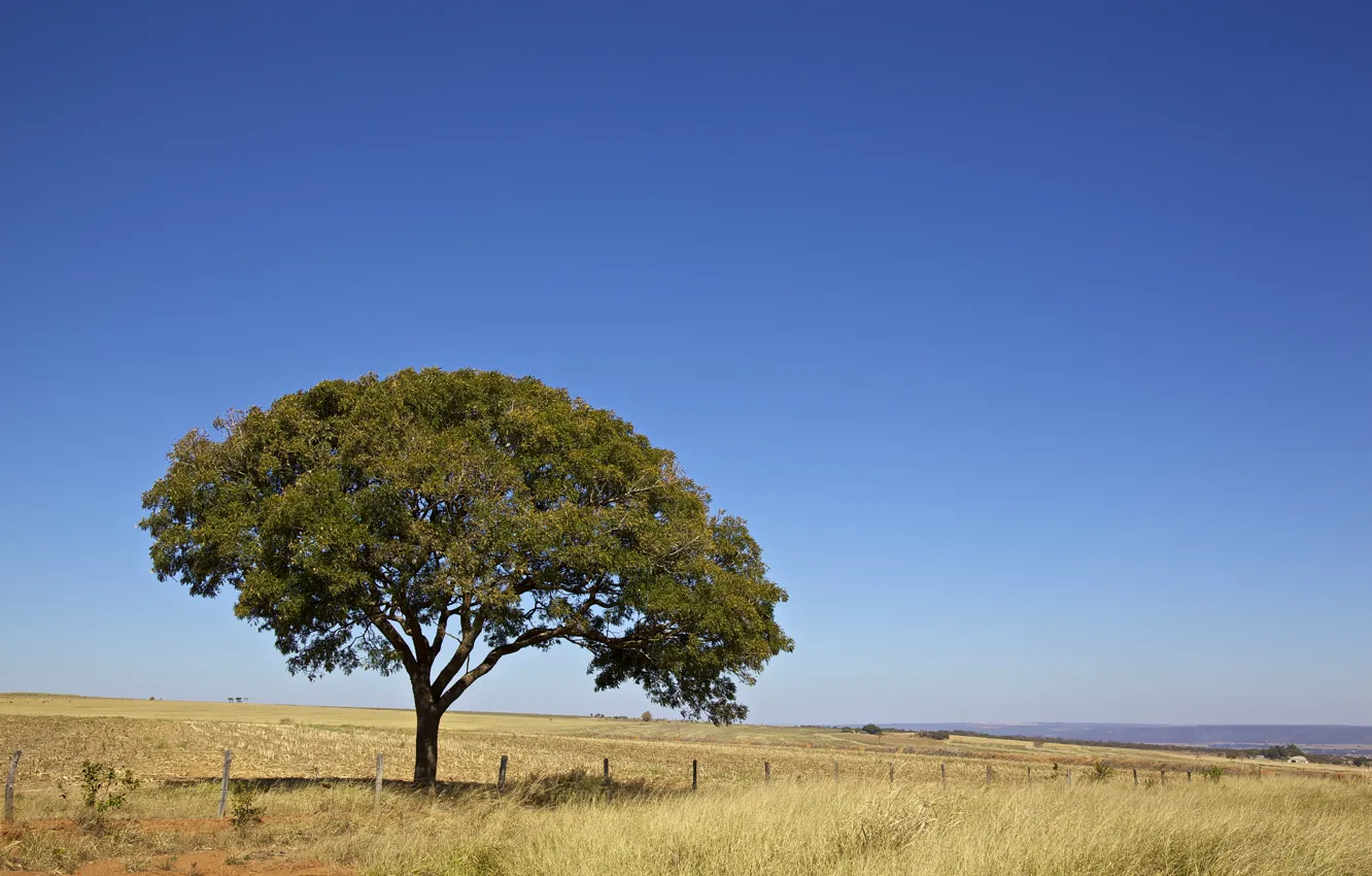 Фото обои Sky, Tree, Brazil, Brasil, Fence, Farm, Brasília, Cerrado