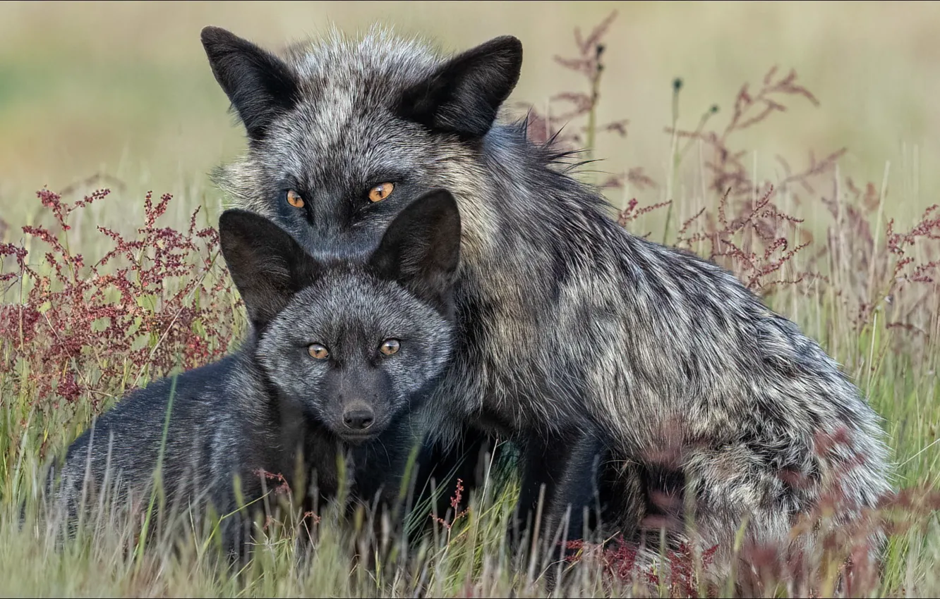 Фото обои животное, black & white, красавица, лис, двое, fox, animals, two