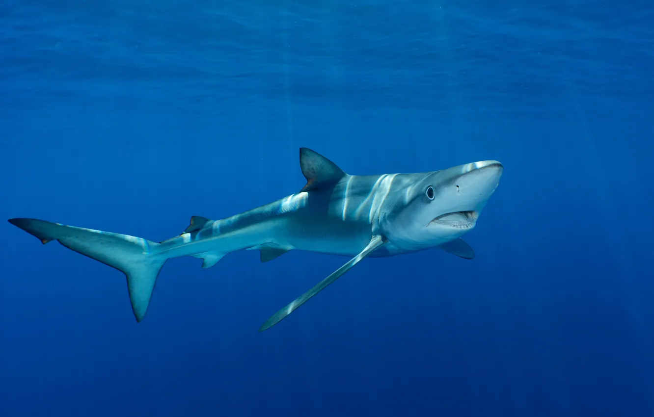 Фото обои deep, north, danger, atlantic, creature, pico, fin, blue shark