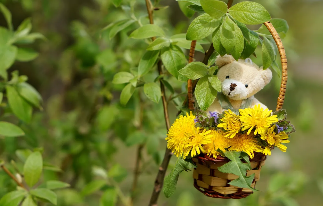 Фото обои листья, куст, медвежонок, одуванчики, корзинка