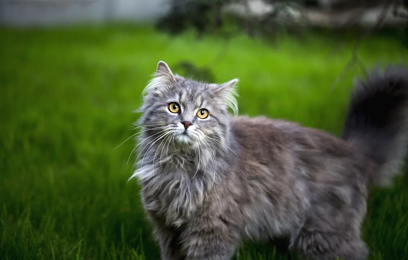 Фото обои кошка, трава, кот, взгляд, морда, серый, пушистый, лужайка