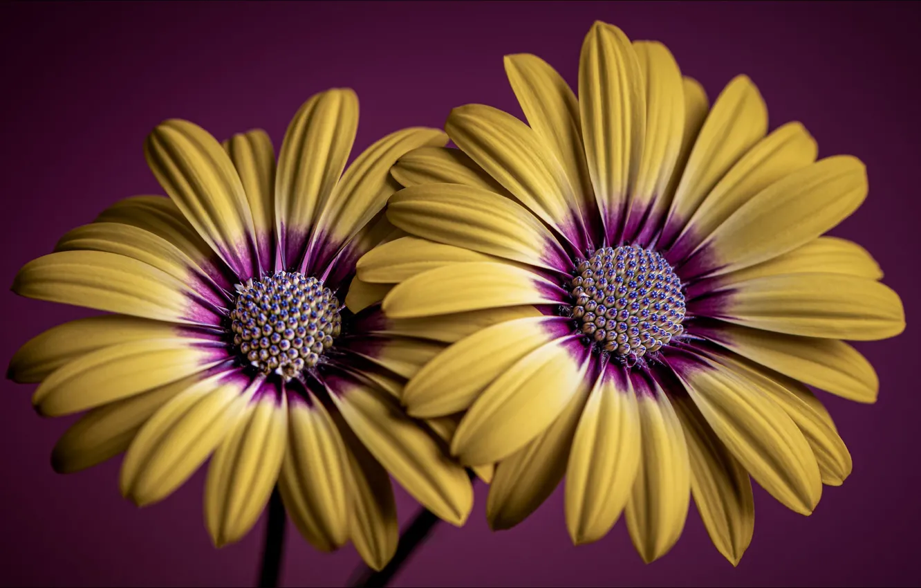 Фото обои макро, цветы, пара, flowers, macro, two, wallpapers 1920 x 1080