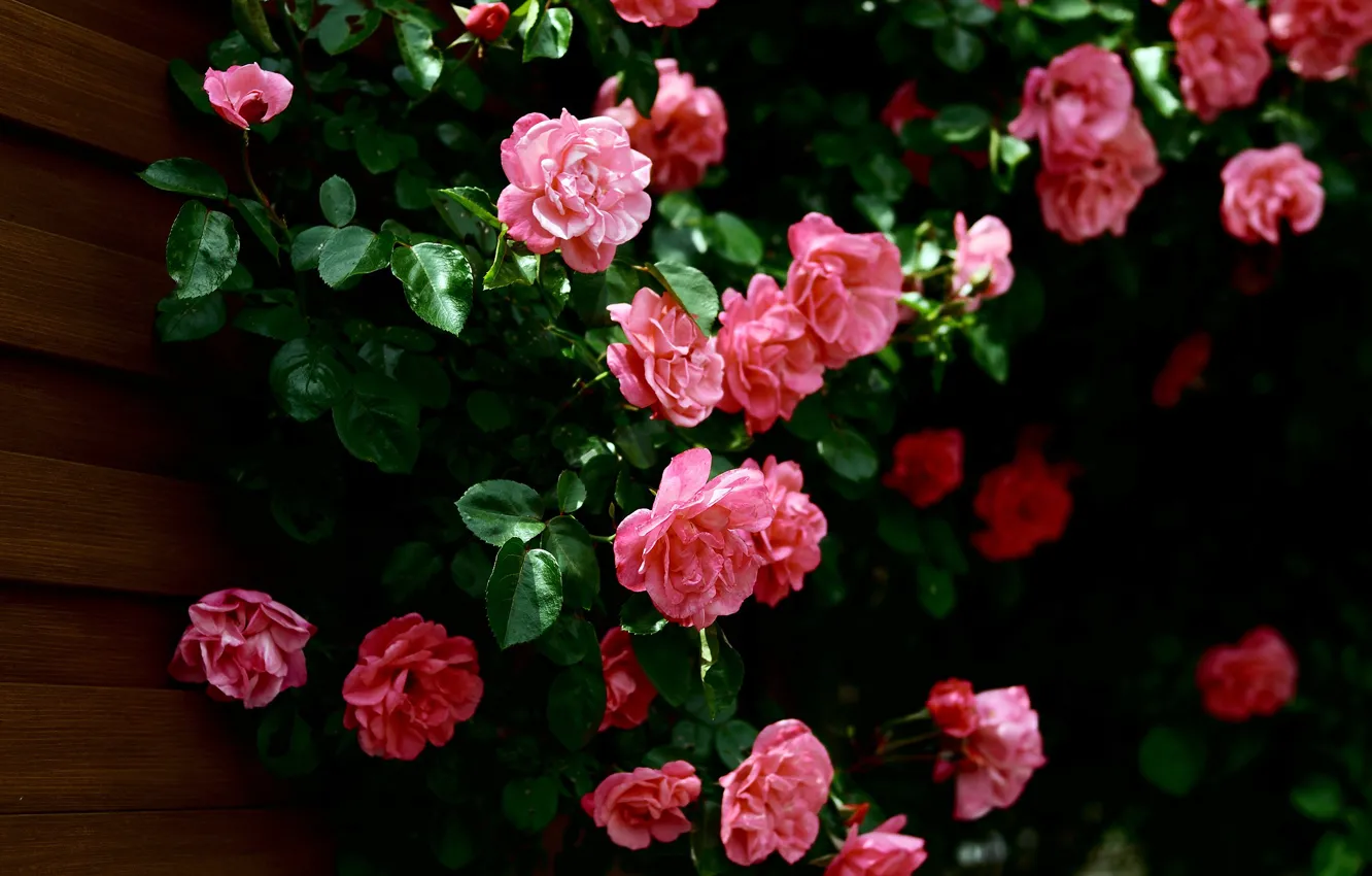 Фото обои Листья, Стена, Розовые