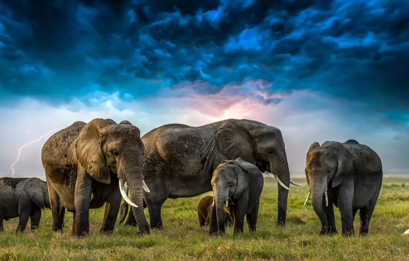 Фото обои трава, тучи, молния, слоны, цапля, слонята
