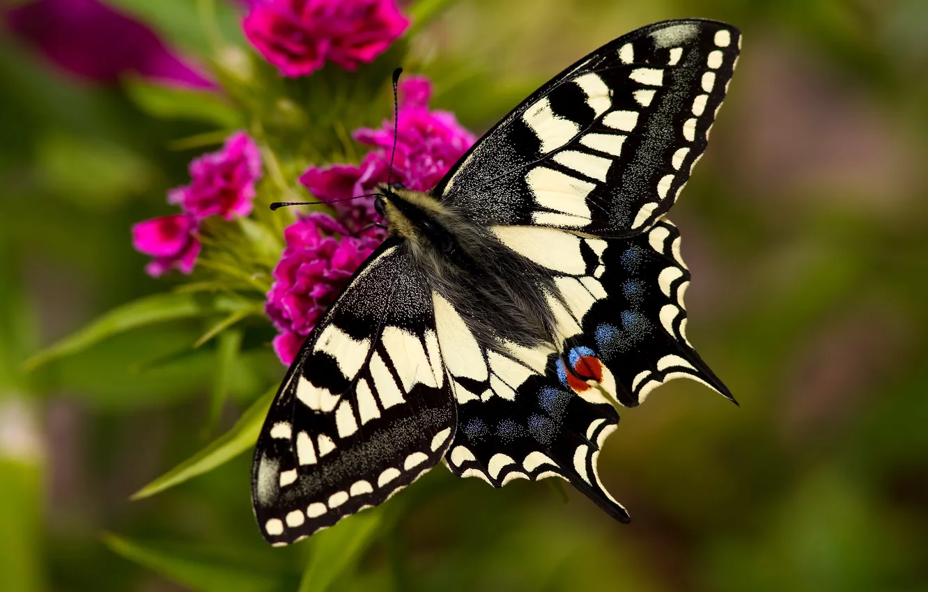 Фото обои цветок, крупный план, бабочка