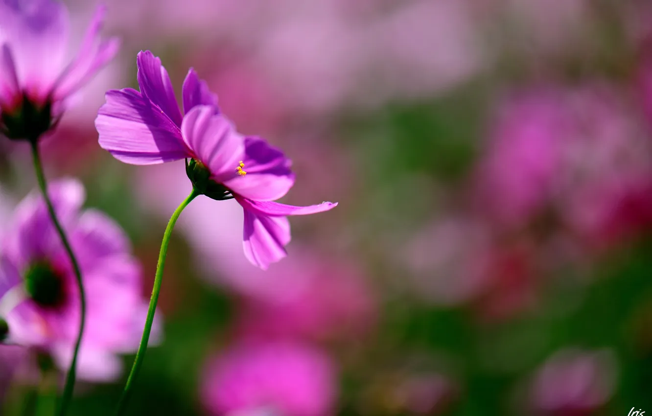 Фото обои цветы, природа, розовая, фокус, размытость, космея