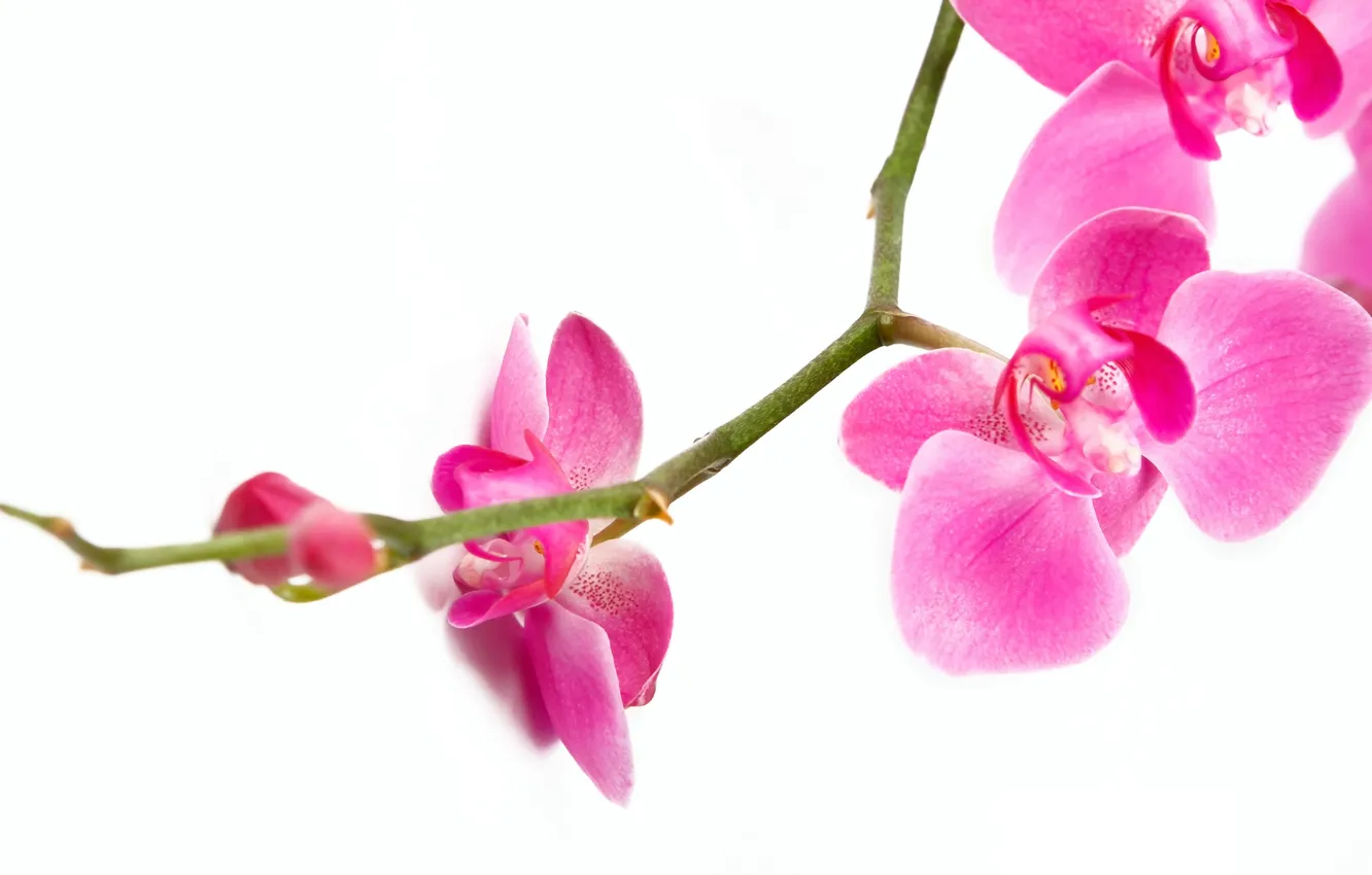 Фото обои макро, цветы, нежность, красота, ветка, лепестки, орхидеи, орхидея