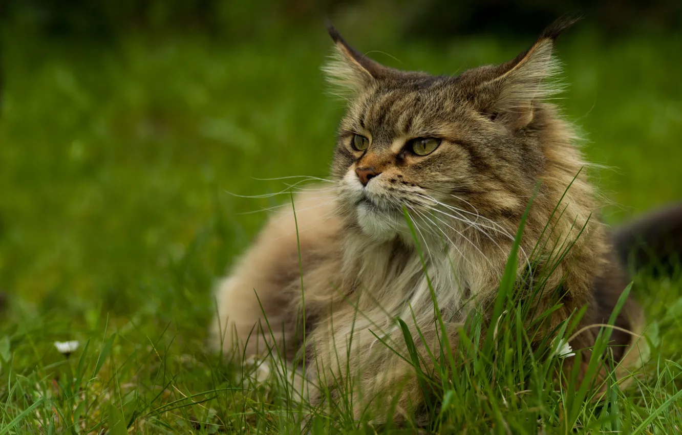 Фото обои кошка, лето, трава, кот, взгляд, морда, серый, пушистый