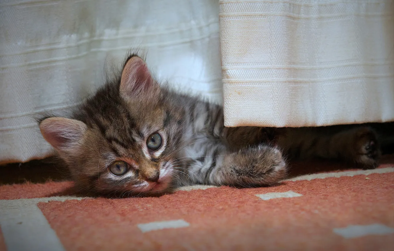 Фото обои взгляд, одеяло, котёнок