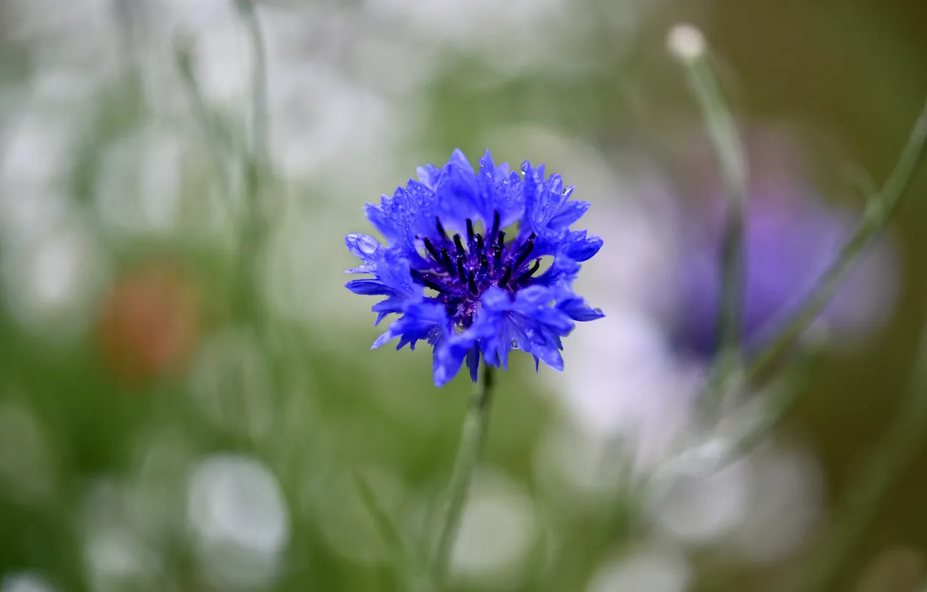 Фото обои цветок, капли, синий, размытие, василек, боке, василёк, полевой