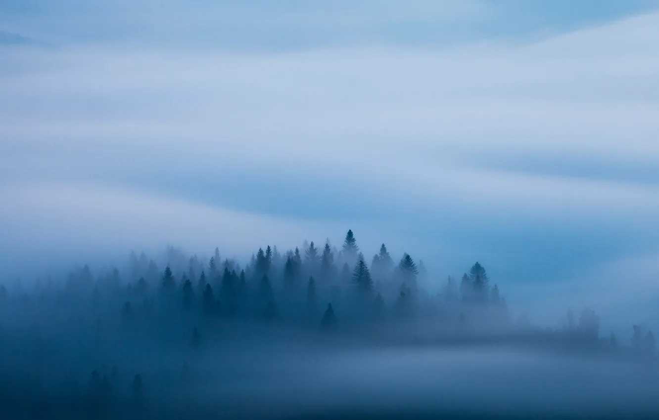 Фото обои лес, синий, туман, утро