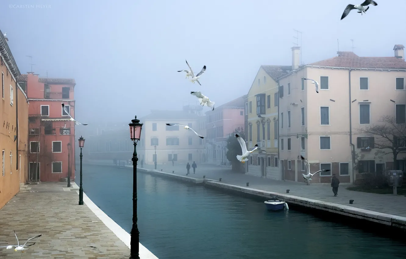 Фото обои птицы, город, Венеция