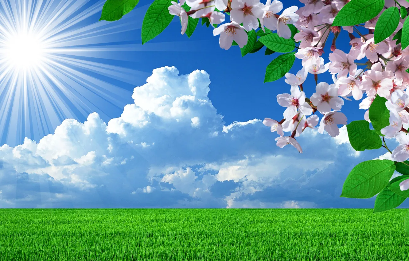 Фото обои поле, небо, солнце, Весна, цветение вишни