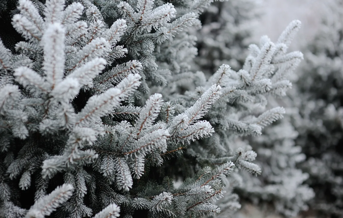 Фото обои зима, снег, елка, winter, snow, spruce, frost, fir tree