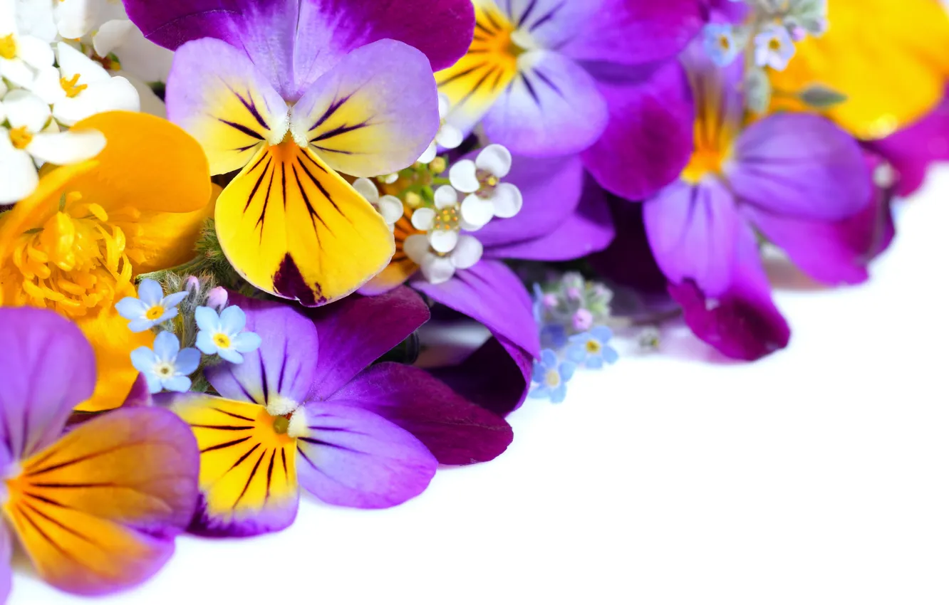 Фото обои цветы, анютины глазки, yellow, garden, violet, white background, Viola