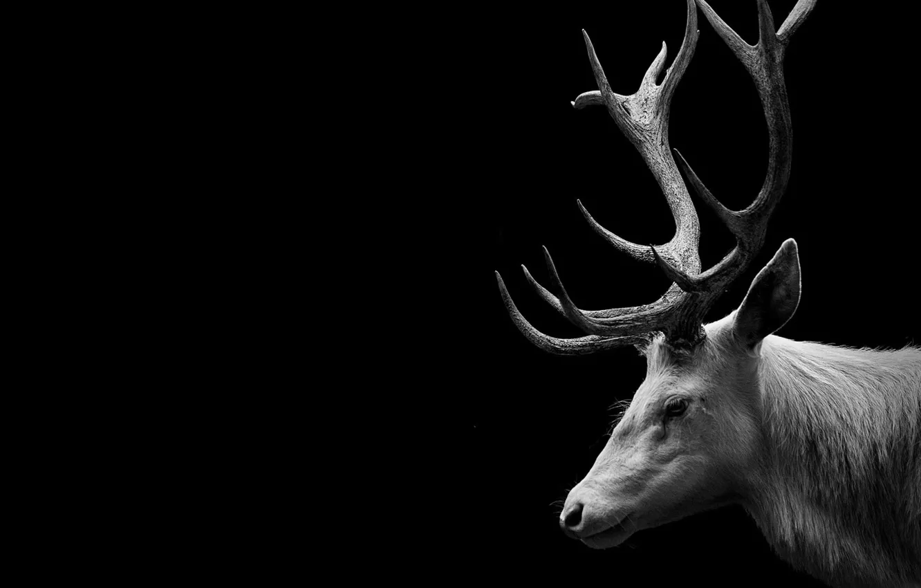 Фото обои white, deer, wildlife, mammal, animal themes, animal wildlife, copy space