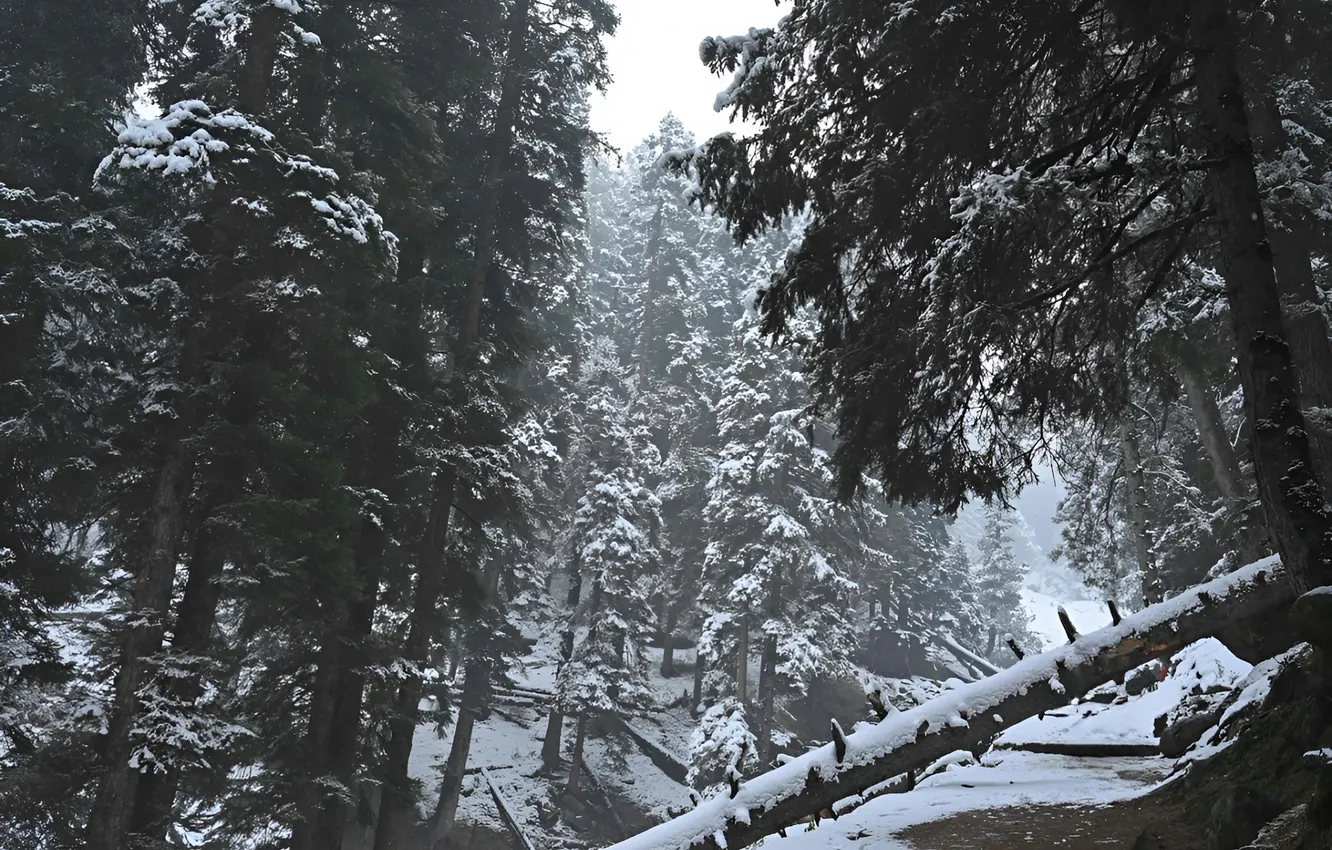 Фото обои Зима, Снег, Лес, Winter, Snow, Forest, Снежный Лес, Snowy Forest