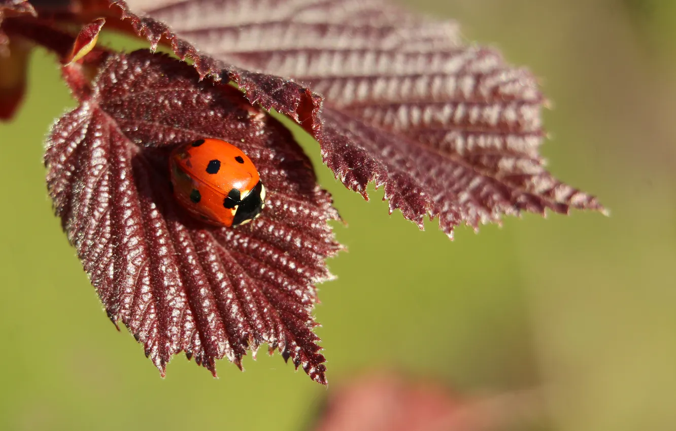 Фото обои red, leafs, insect, ladybird