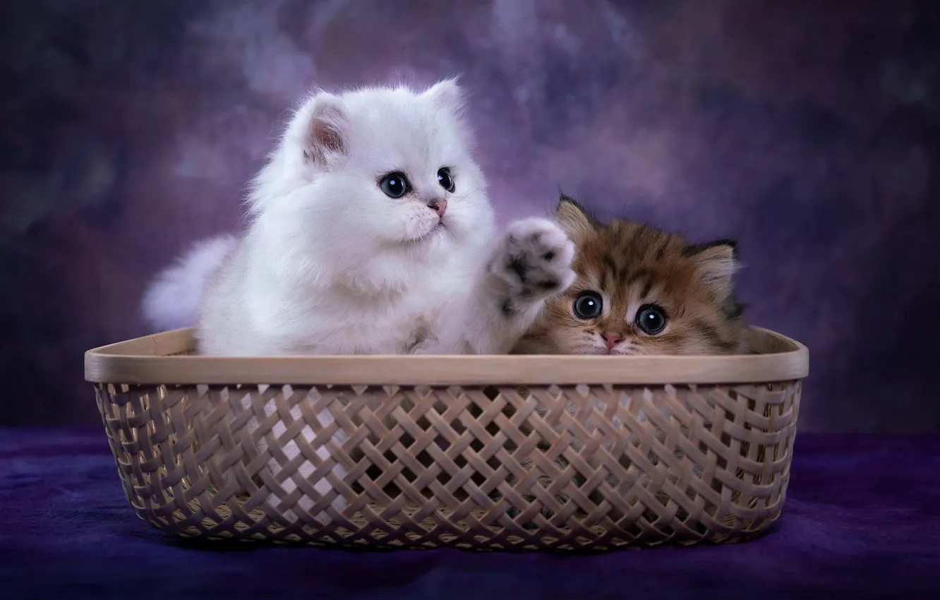 Фото обои кошки, пара, котята, корзинка, фотоарт