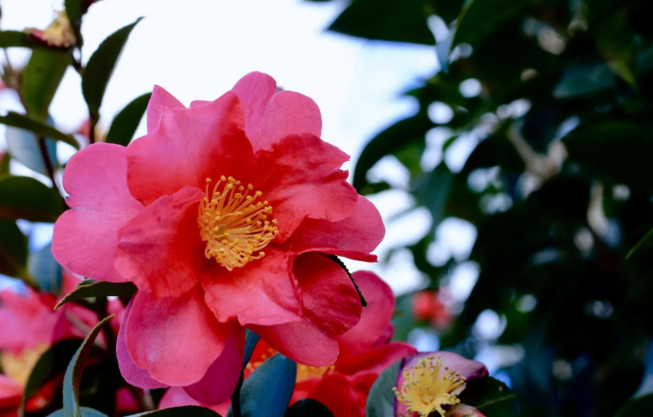 Фото обои цветок, лето, куст, цветение, розовая камелия